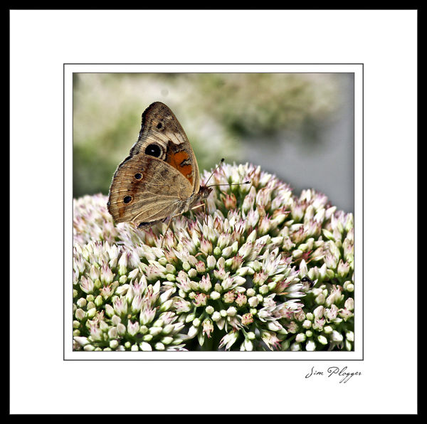 Buckeye Butterfly...