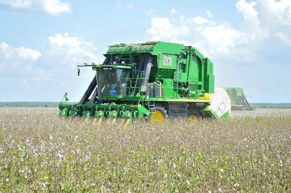 New cotton picker cleans the field....