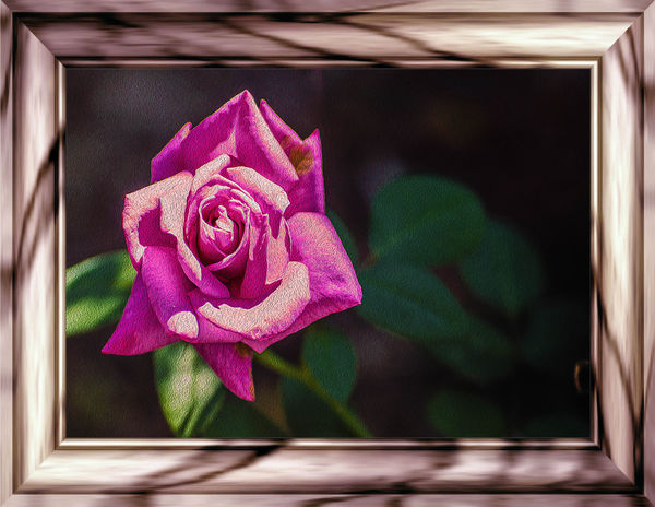 A rose is an art in itself...