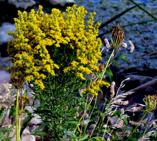 Goldenrod and Queen Anne Lace seed pods...