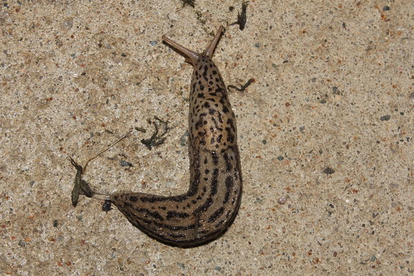 Close up here. Biggest slug I have ever seen....