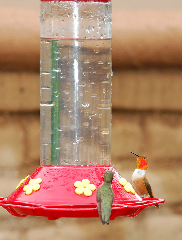 Orange hummingbird in an unusual social moment....