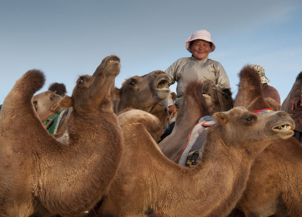 Woman with Camels...