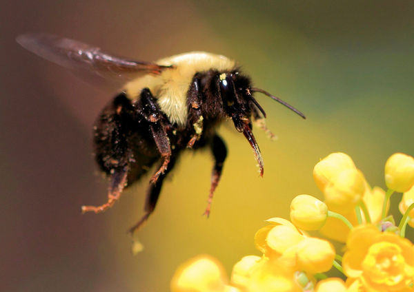 Bumble Bee in Flight...