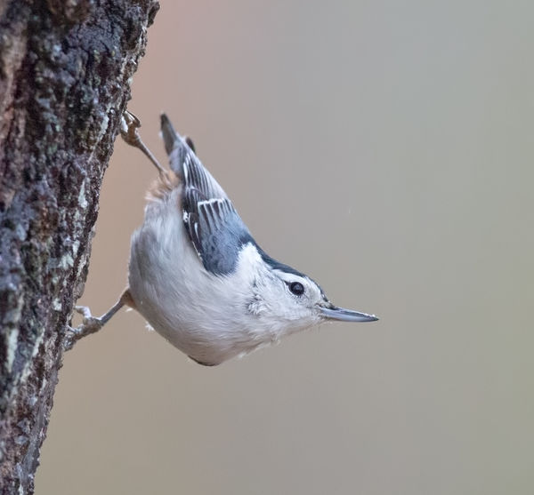 White-breasted Nuthatch...