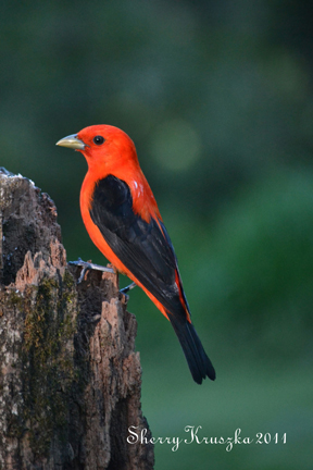 Scarlet Tanager-f/5-1/640 speed-ISO1600...