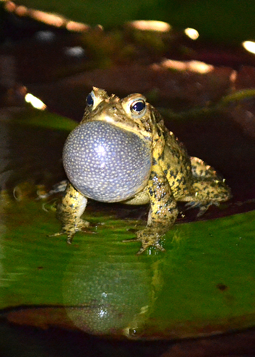 Frog-f/5.3-1/60 speed- iSO 3200...