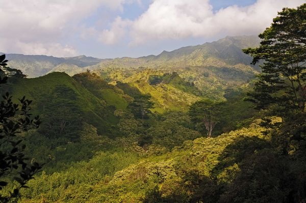 Green View from Kuilau Ridge Trail...