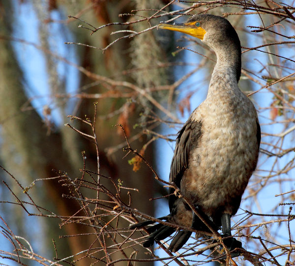 A Cormorant before hitting the water....