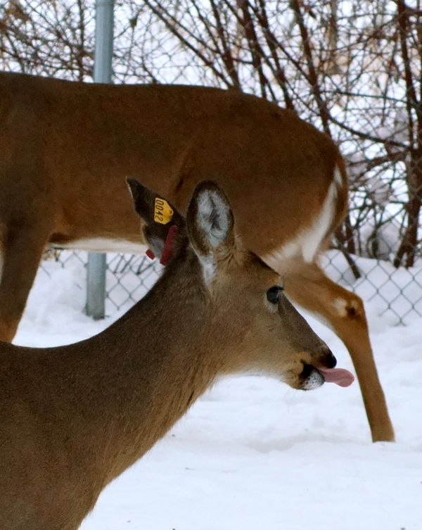 doe with tongue out...