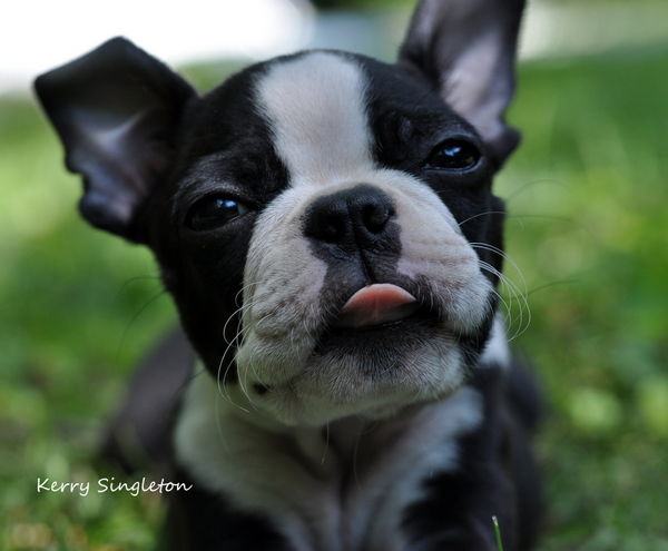 Ugly sales boston terrier