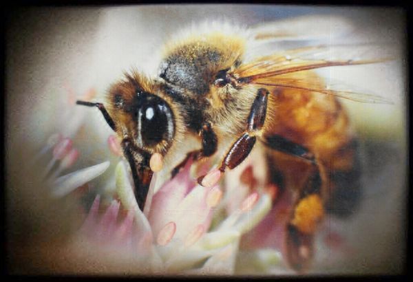 Honey bee likes my sugar syrup...