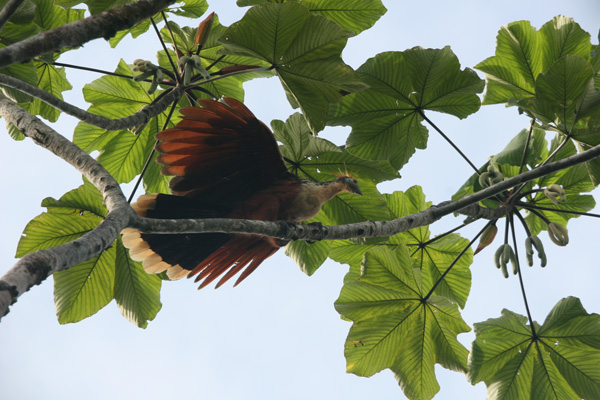Hoatzin in the Amazon with fill-in flash....