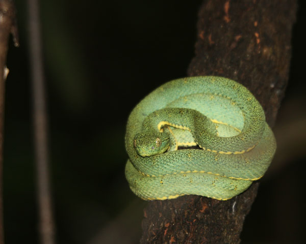 Green Palm Viper, Amazon (very poisonous!)...