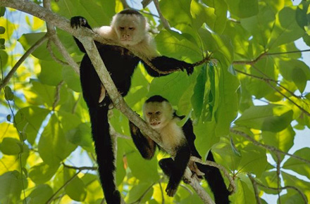 White-faced capuchin monkeys, Manuel Antonio NP, C...