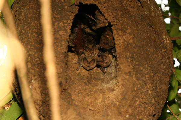 Bats inside an old termite nest, Amazon - using fl...