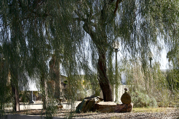 I just loved this willow tree...
