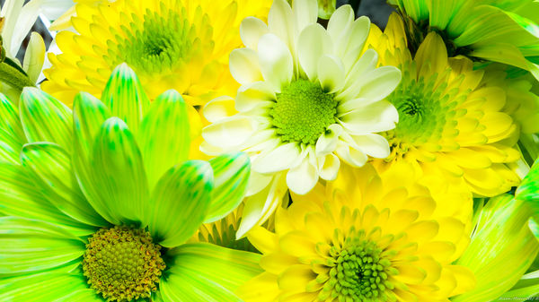 Closeup of Flowers...
