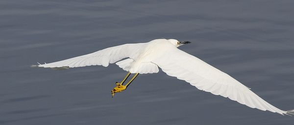 Snowy egret...