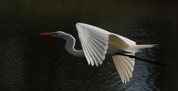 Another great egret...