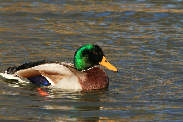 at the park,mallard duck...