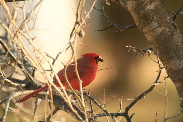 red bird,back yard...