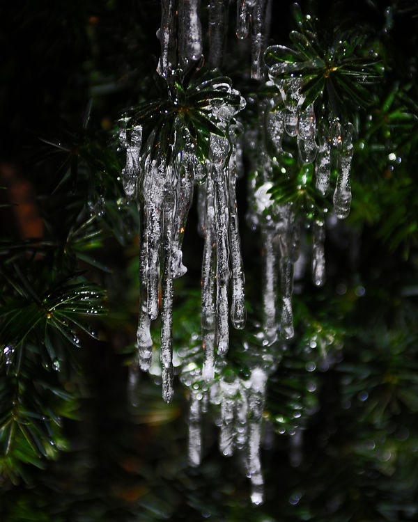 Icicles...