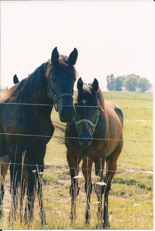 Amish Work horses...