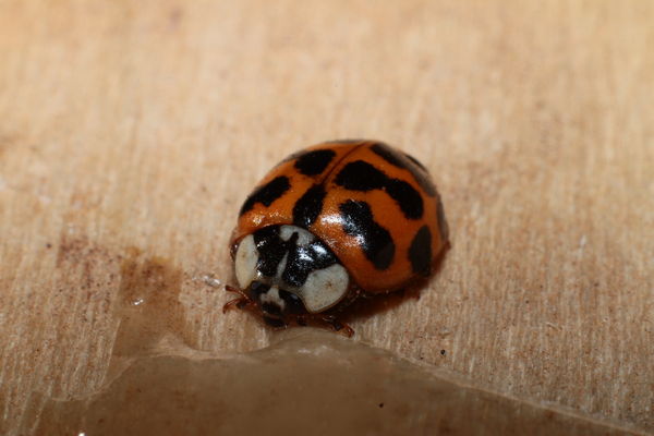 lady bug after sugar water....