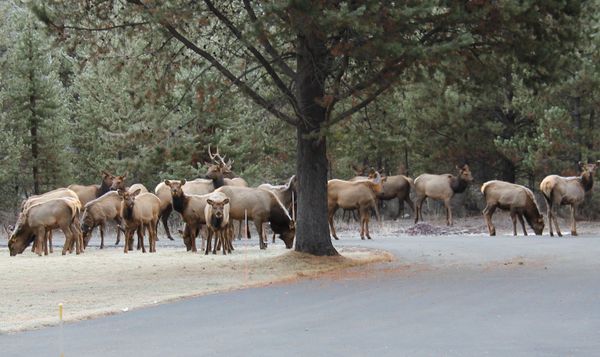 found my last posting spot with elk!...