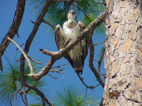 Osprey with fish in Naples, Fl....