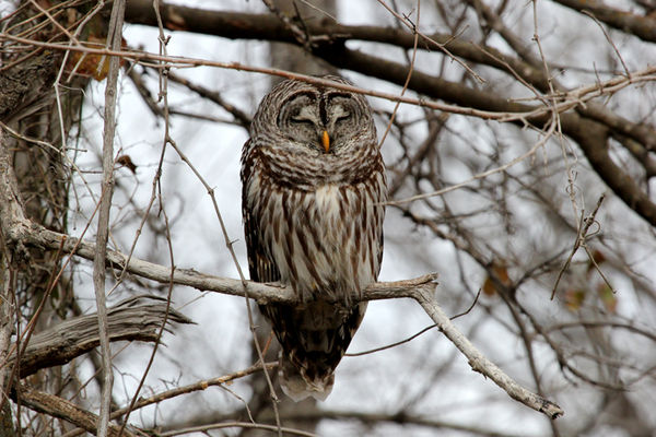 Barred Owl, just east of Lake Murrey...
