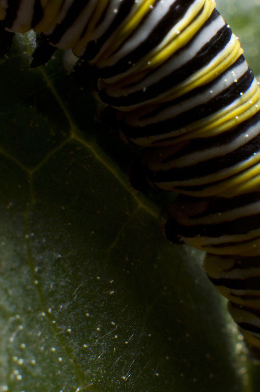 Leaf detail sharp at bottom; caterpillar OOF...
