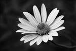 "Efflorescence in Black and White" ISO 200, 135mm,...