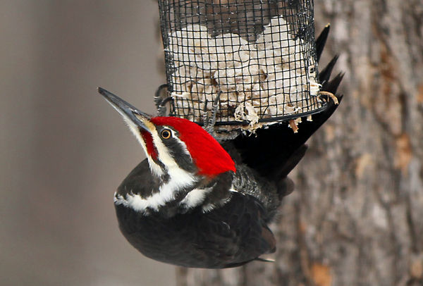 pileated woodpecker...