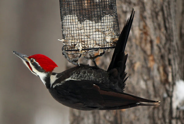 pileated woodpecker...