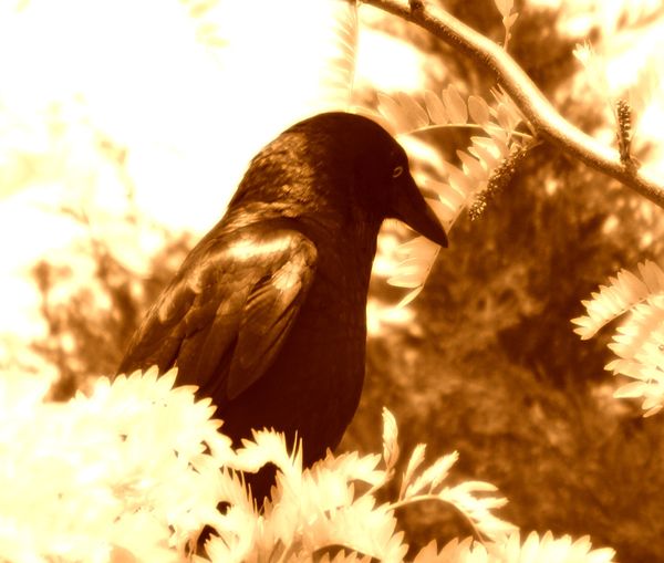 A beady eyed crow!...