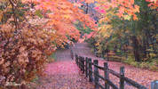 Fall colors  Deer Grove...