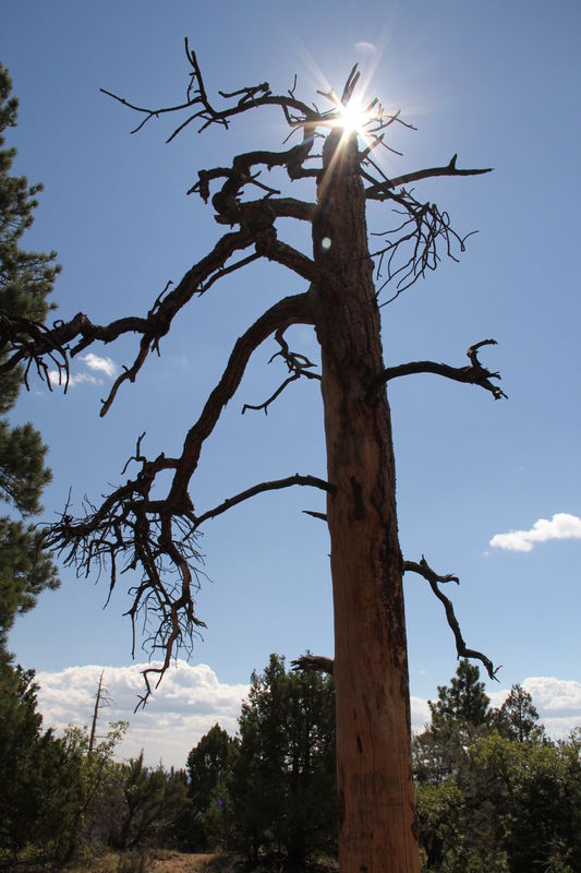 Original/N. Rim Grand Canyon-dead tree...