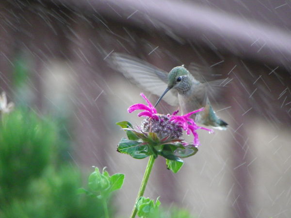 hummingbird in sprinkler...