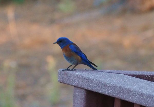 Colo. blue bird...
