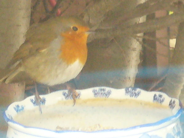 Robin likes the seed...