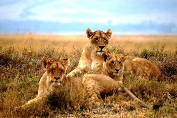 The young lions...