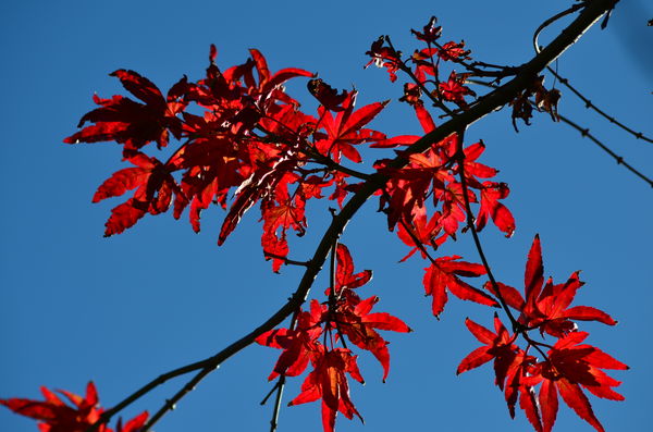 My Japanese Maple Turned Red...