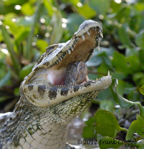 Spectacled Caiman...