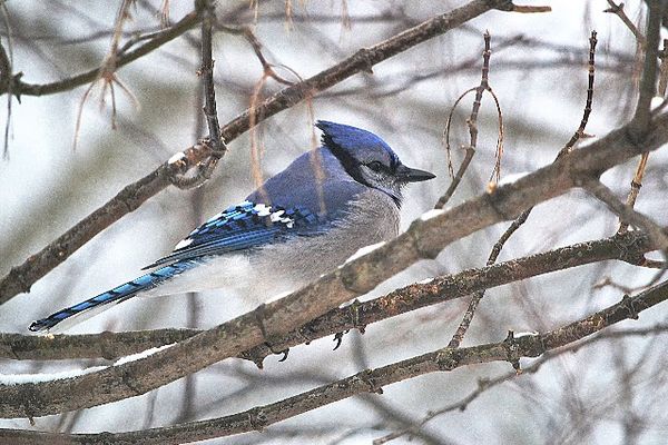 A very common bird sighting in my area, a Blujay...