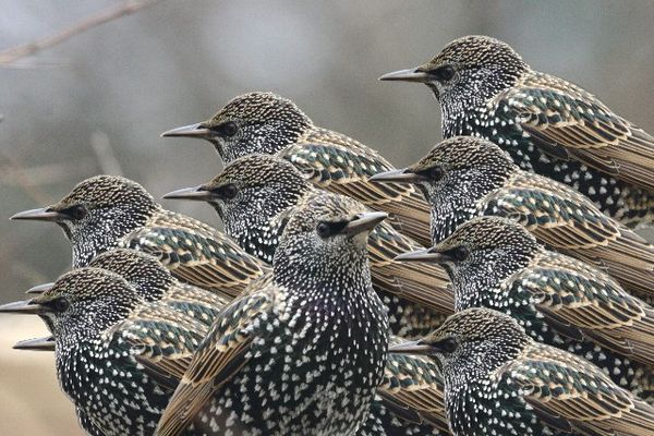 And within this starling group several diagonals c...