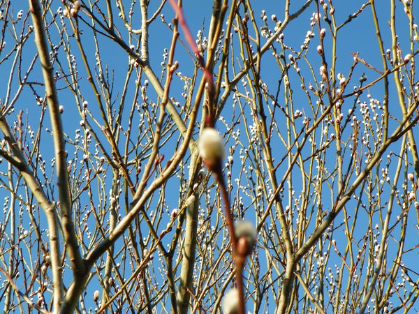 blooming pussy willow tree...
