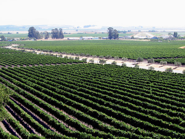 Vineyard near Sonoma, CA...