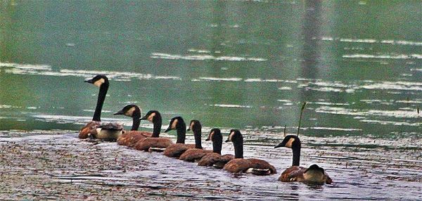 Canada Geese playing "follow the leader"...